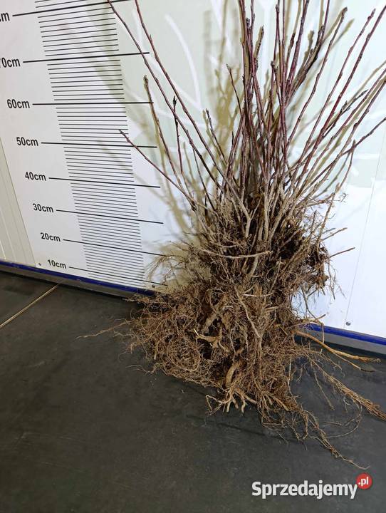 Sadzonki ŚWIDOŚLIWY olcholistnej Smokey i inne