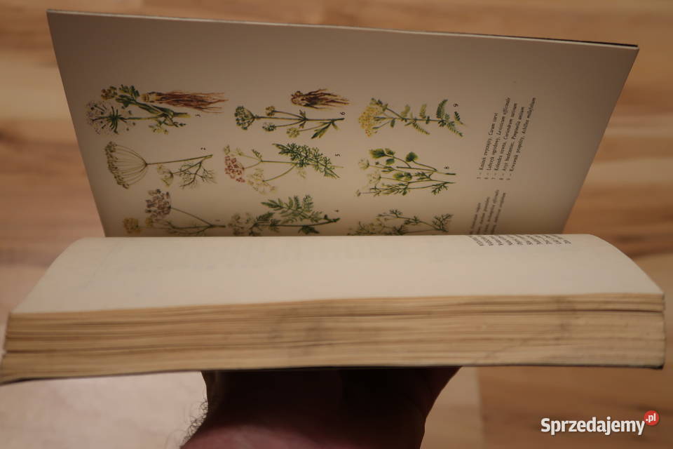 Irena Gumowska ZIÓŁKA I MY Siedlce