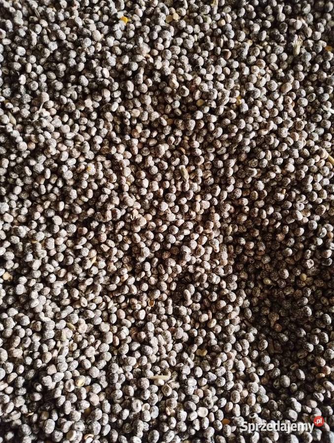 Łubin gorzki caro Pozostałe Ostrowiec Świętokrzyski