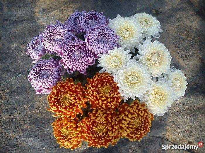 Chryzantemy wielkokwiatowe i średniokwiatowe świętokrzyskie Sandomierz