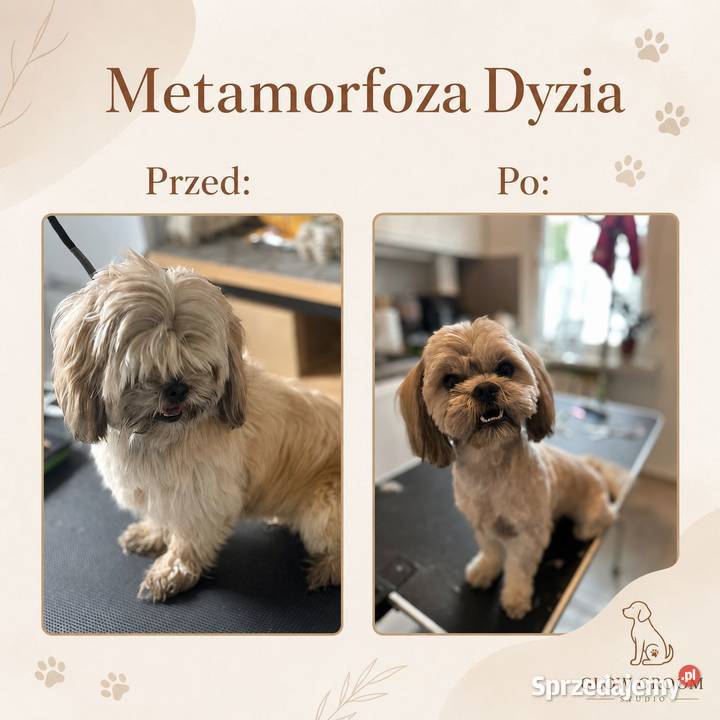 Strzyżenie psów Łódź i szybkie terminy dojazd do