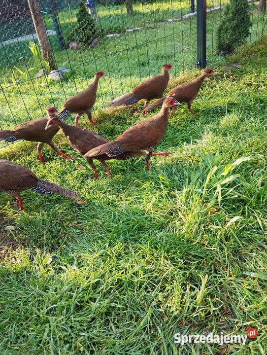 Bazanty srebrne młodzież Ptaki Przydwórz sprzedam