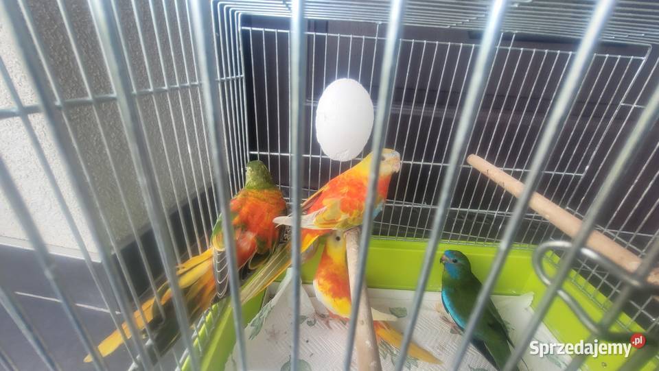 Papugi łąkówki turkusowe Ptaki Wieliczka