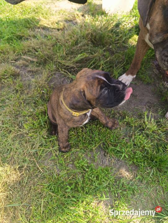 Suczka bokser Bokser