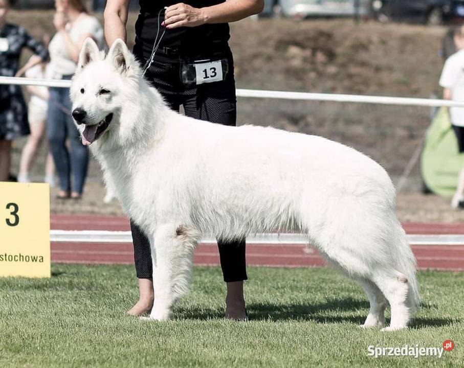 Szczenięta FCI Biały Owczarek Szwajcarski Owczarek Jelcz-Laskowice sprzedam