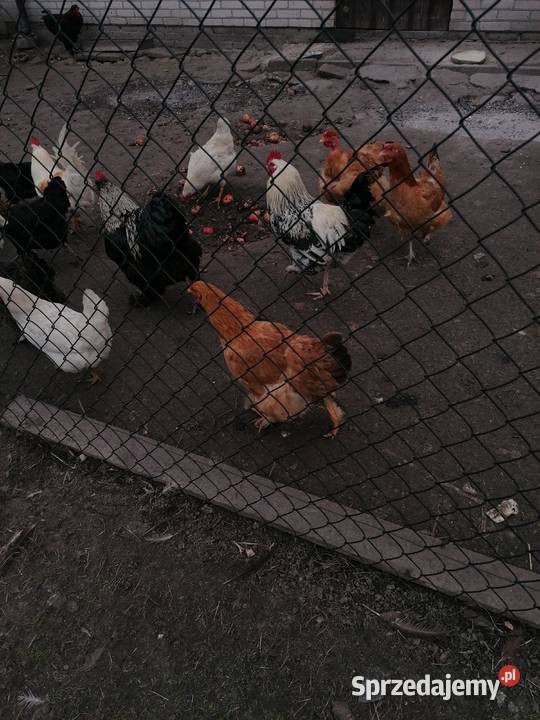Jaja lęgowe mix ras ku Zwoleń sprzedam
