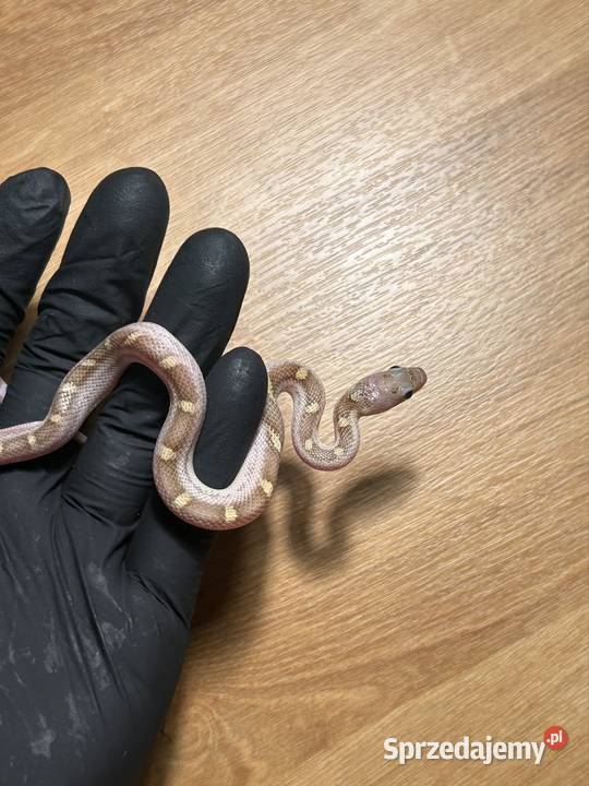 Wąż zbożowy white sided Jaworzno