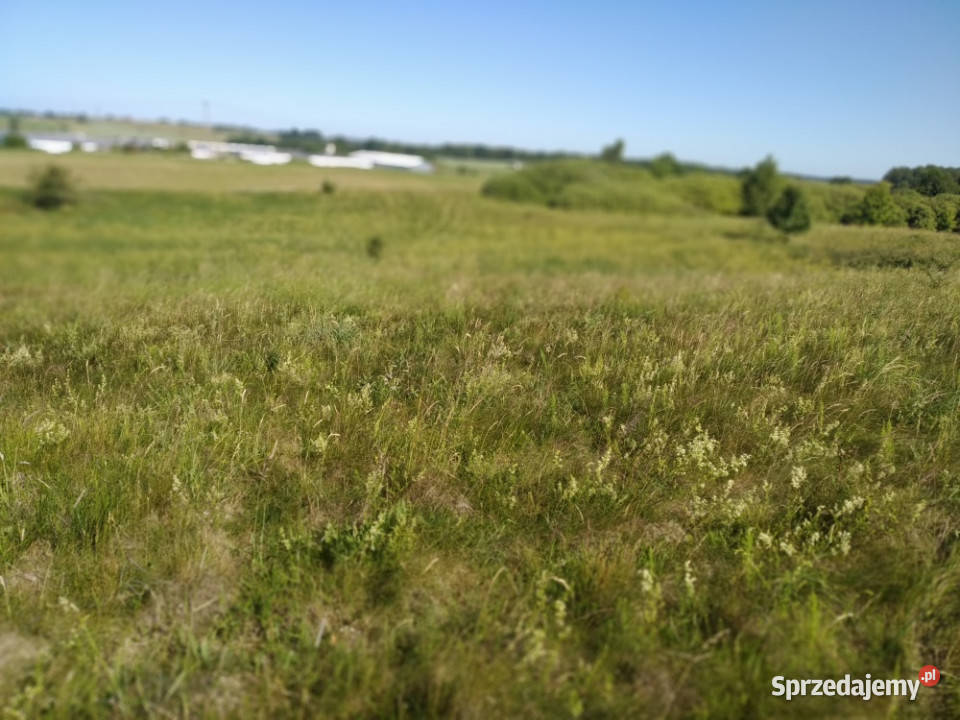 do miasta i do lasu z działki Jesionowo