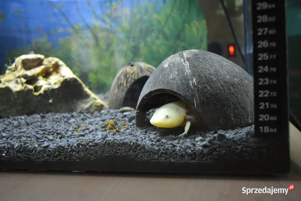 Aksolotl meksykański ambystoma meksykańska Kolonia