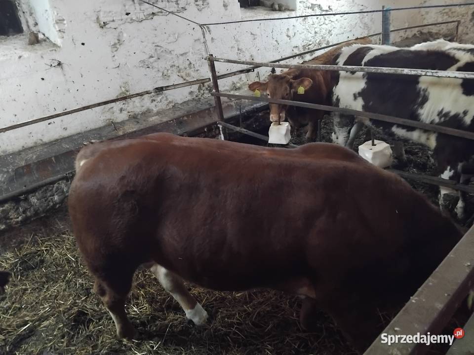 Sprzedam rozpłodnika 100limusine Bydło dolnośląskie Ogonowice