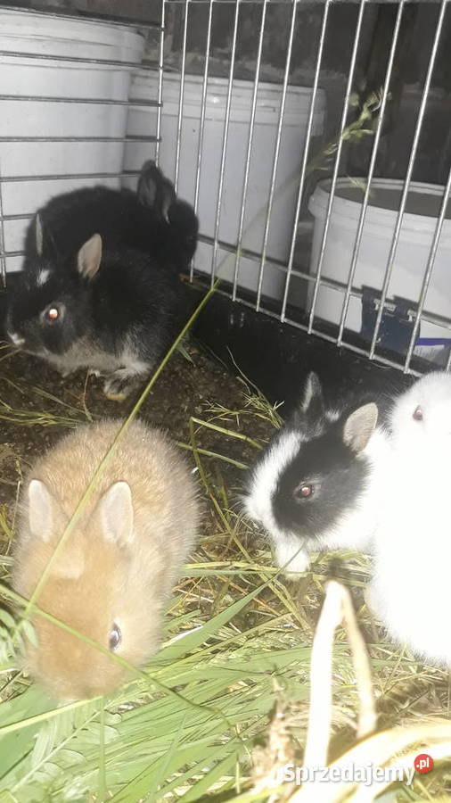 Kroliki teddy Pozostałe małopolskie Szczucin