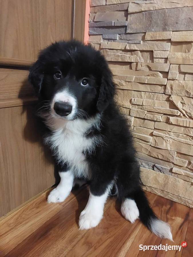 Border Collie szczeniak piesek cudowny dolnośląskie Ziębice sprzedam