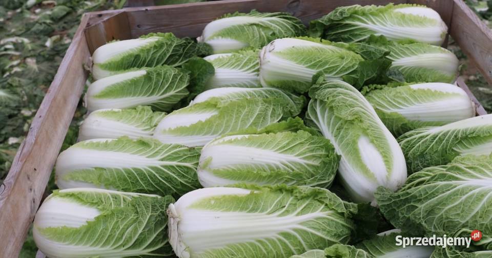 Sprzedam kapuste pekinska małopolskie