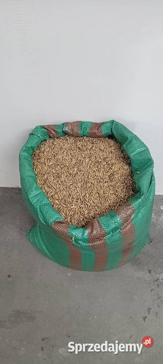 Sprzedam owies workowany Pietrzyków