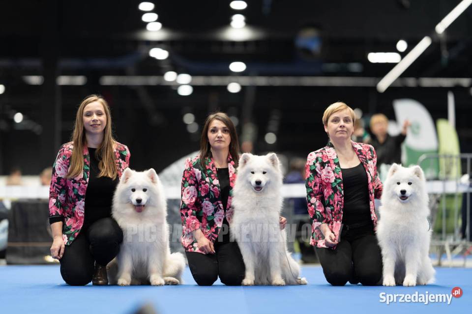Samoyed odbiór na Święta Bożego Narodzenia mazowieckie