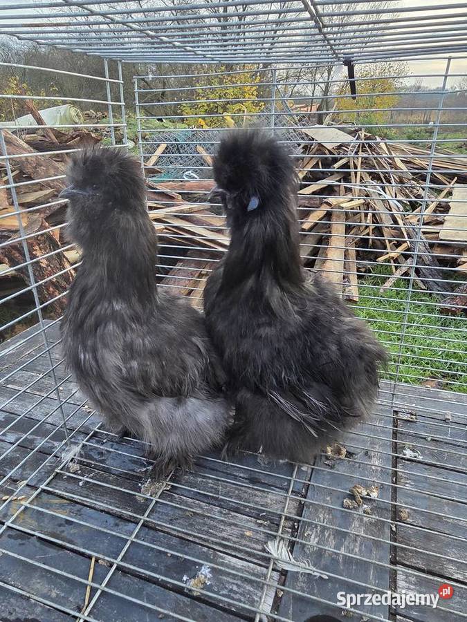 Pary hodowlane kur ozdobnych Pyrzyce
