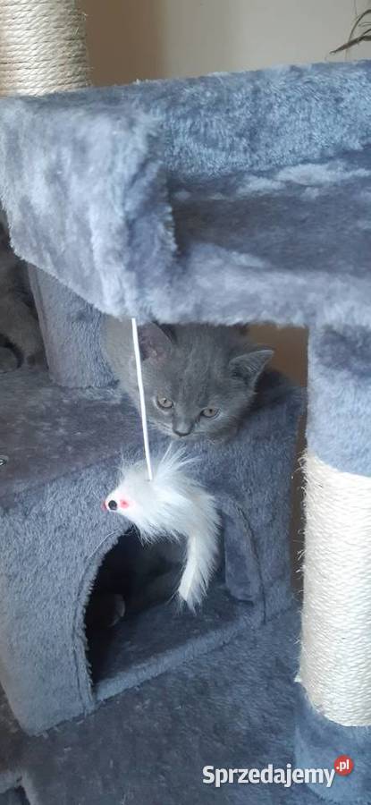 Kotki brytyjskie Lublin sprzedam