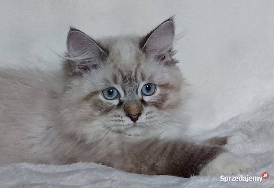 Koty Syberyjskie Neva Masquerade LORD wielkopolskie