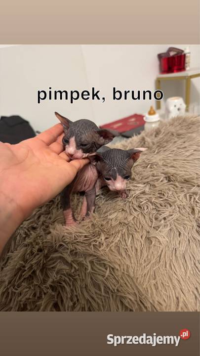 kociaki sfinks kanadyjski sfinksy kocurki koty Skuszew sprzedam