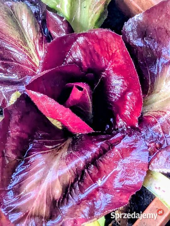 Cykoria Róża Sałata Cykoria kolekcjonerskie Kraków