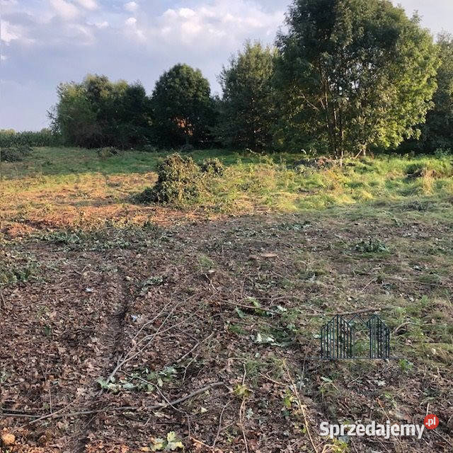 Działka Skrzydlice 5844m2 dolnośląskie