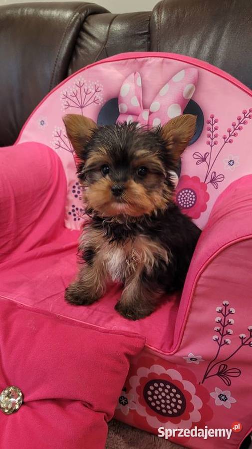 Yorkshire terrier maleńki piesek z wyprawką Kraków
