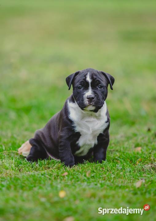 Sprzedam szczeniaki rasy Amstaff z rodowodem