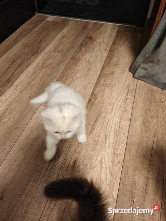 Perska kotka o dwóch innych oczach mazowieckie Warszawa