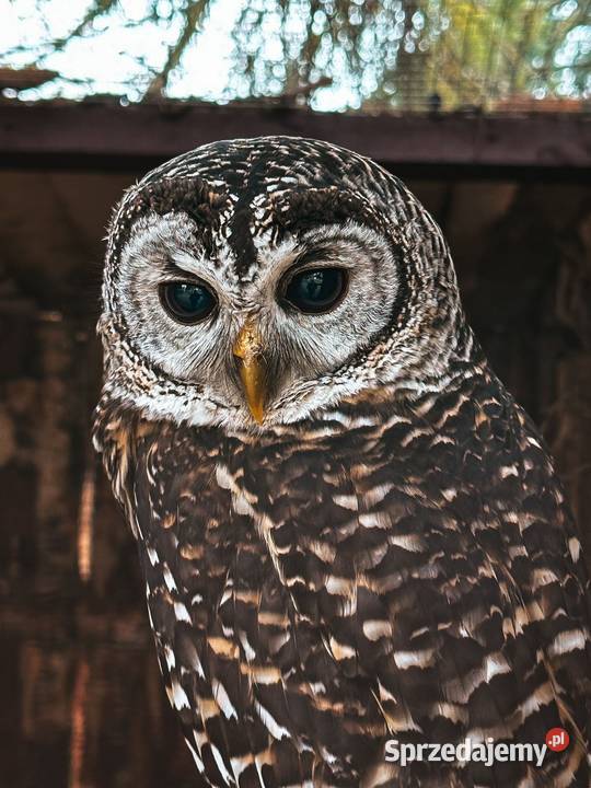 Sowa Puszczyk Jarzębaty Strix Chacoensis 25 śląskie Marklowice Górne