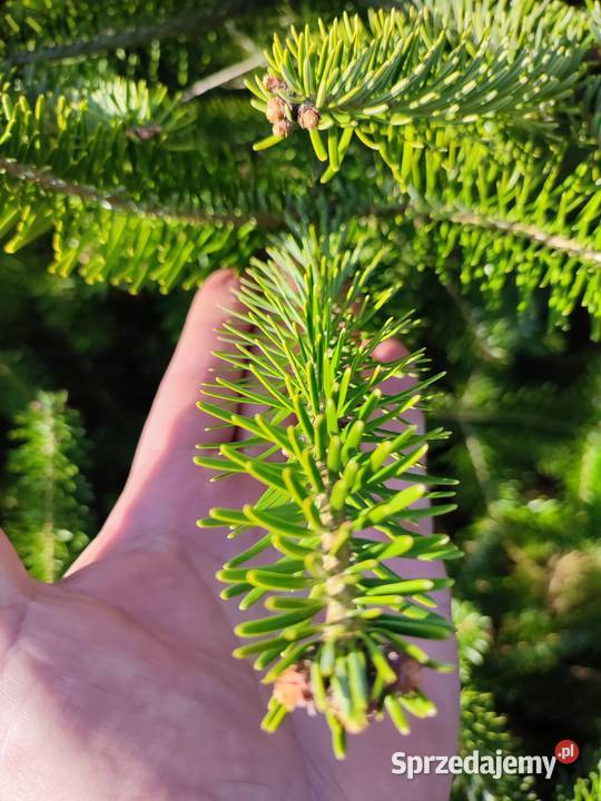 Jodła turecka Abies bornmuelleriana mazowieckie Osuchów sprzedam