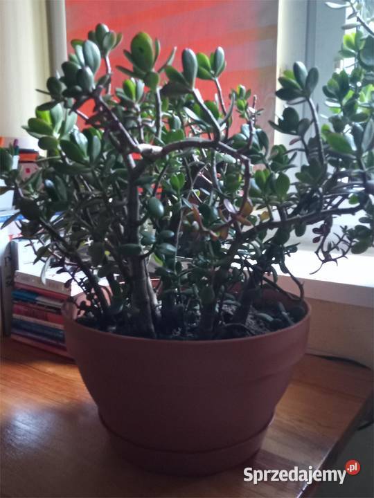 Drzewko Szczęścia Wyposażenie wnętrz Środa Śląska