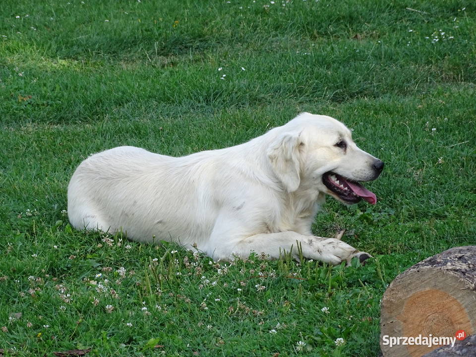 Golden retriever 11 miesięczny piesek Przysucha sprzedam