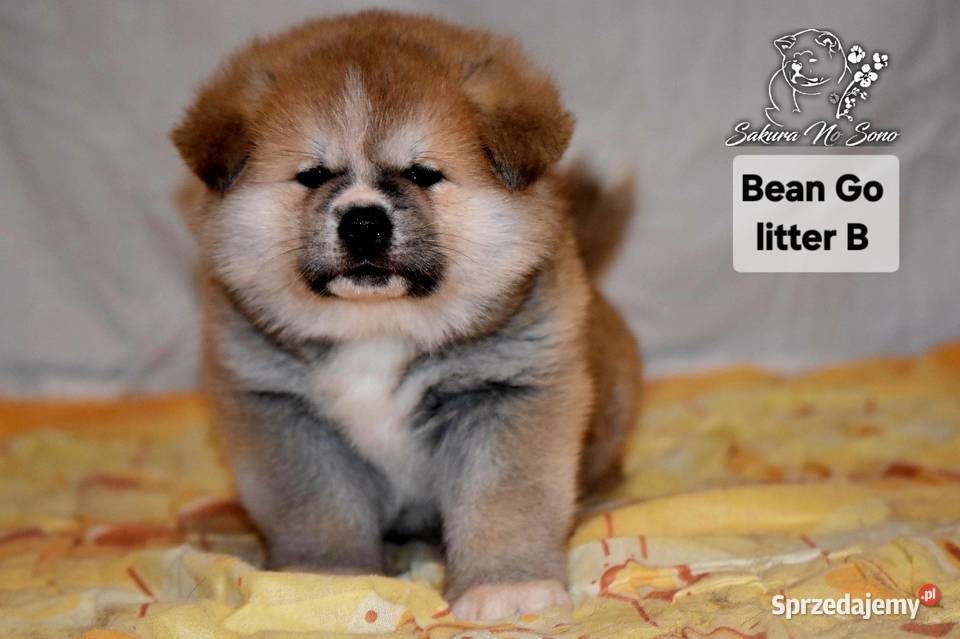 Akita Japonska czerwona suczka Morąg