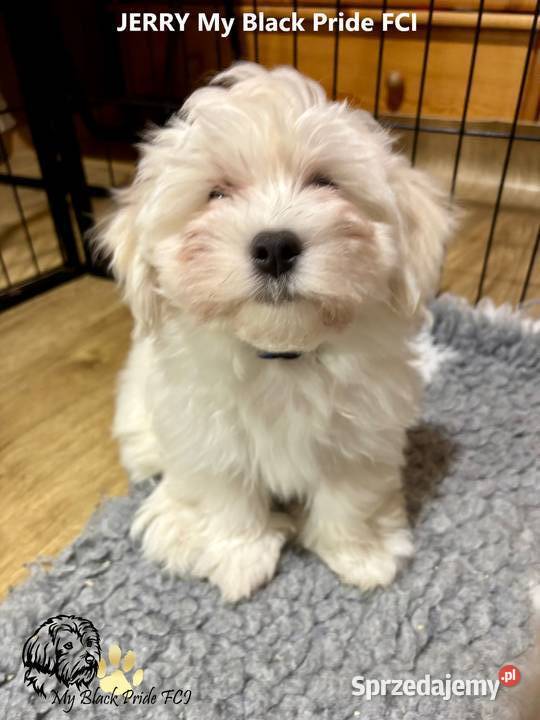 Hawańczyk JERRY ulubiony kot Frediego Mercury Pogórze