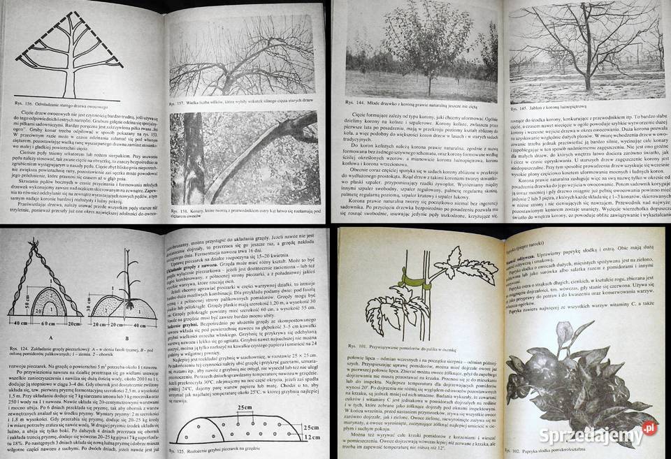 Działka moje hobby praca zbiorowa Chełm