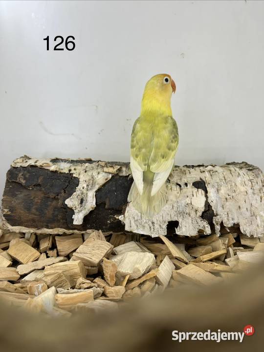 Nierozłączki turkuseuving Ryki