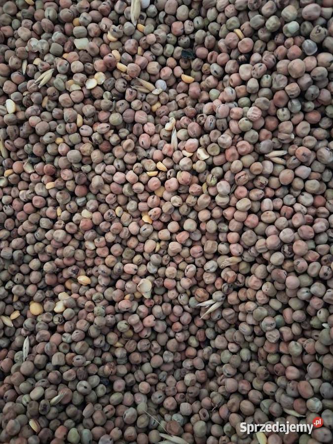 Peluszka Komparzów sprzedam