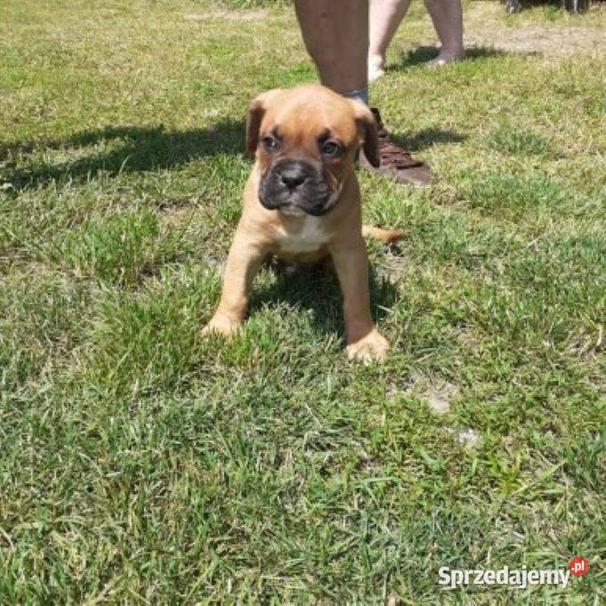 Sprzedam szczeniaki boksera Rakówka