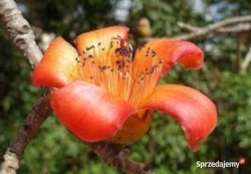 WEŁNIAK AZJATYCKI Bombax malabaricum NASIONA 80 Lubanie