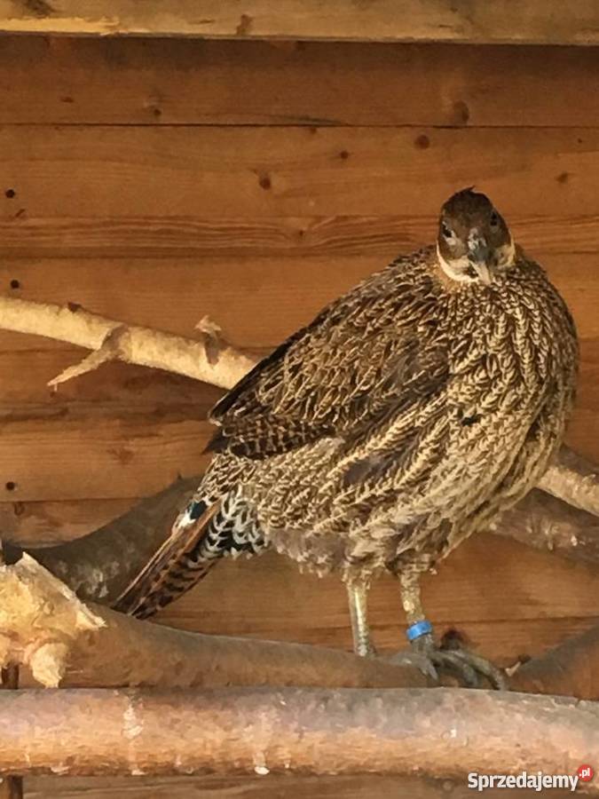 Olśniak Himalajski Działdowo