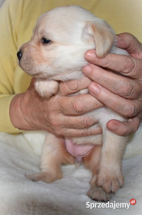 Zdrowe piękne mądre suczki Labrador ZKwP Myszków
