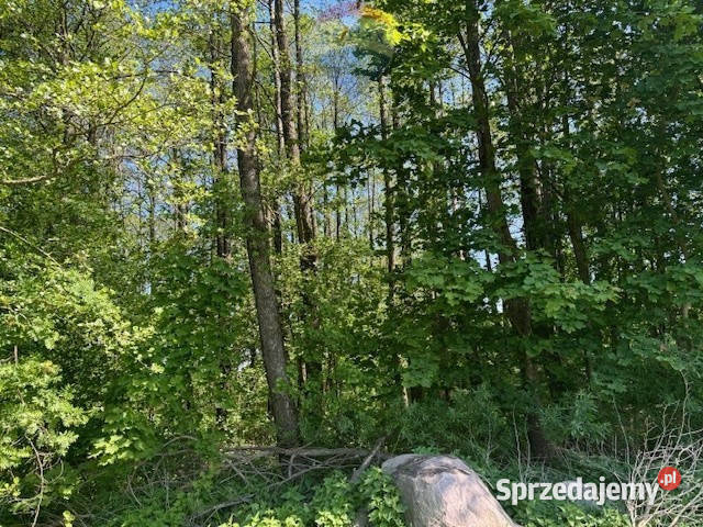 Duża działka koło Borów Tucholskich asfalt pomorskie Kamionka