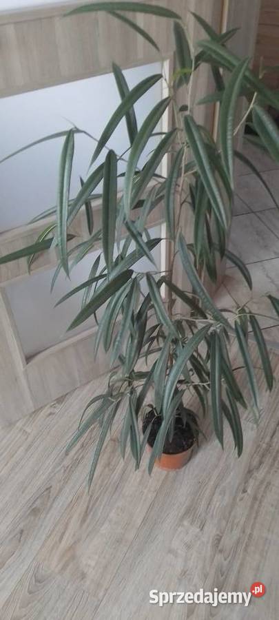 Fikus Wierzbolistny Alii 100 Wieliczka sprzedam