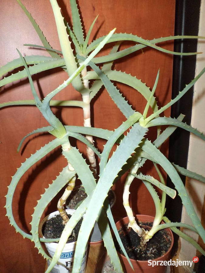 aloes drzewiasty kwiat doniczkowy Zielone Warszawa