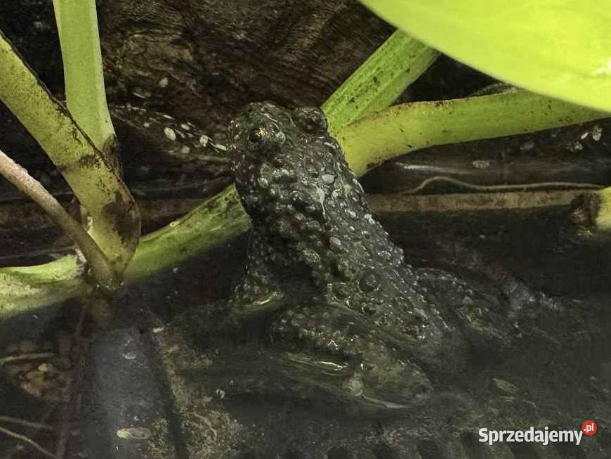 Kumak dalekowschodni dorosły samiec Gostkowo sprzedam