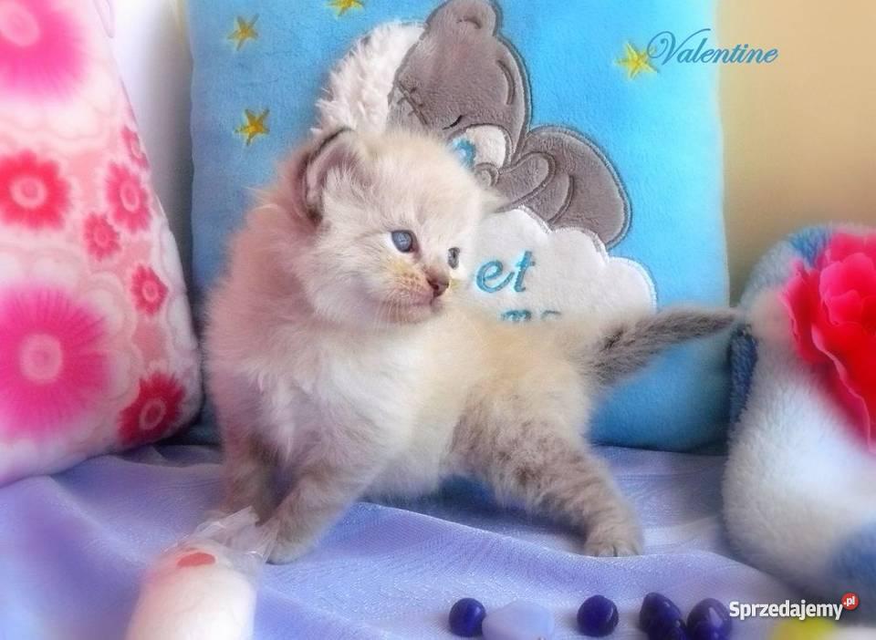 Kocięta syberyjskie rodowodowe Tczew