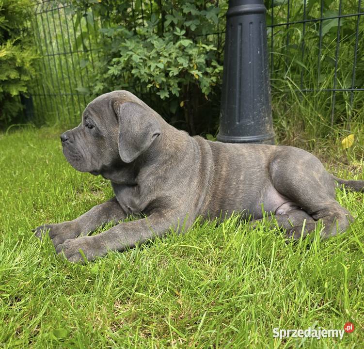 Szczeniaki Cane Corso ZKwP FCI