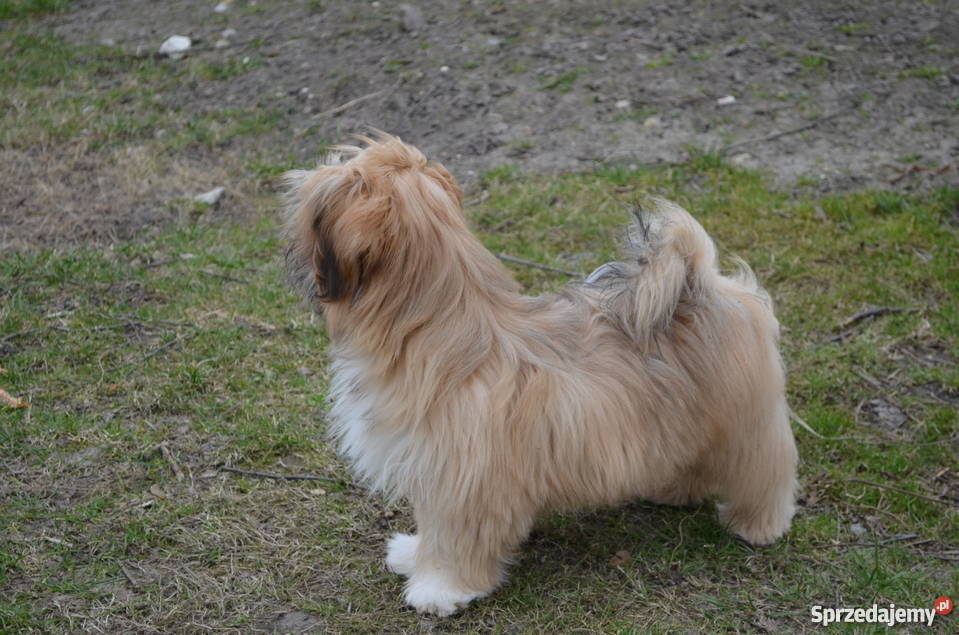 Kuzyn Shih Tzu uroczy piesek Lhasa apso Krasnystaw