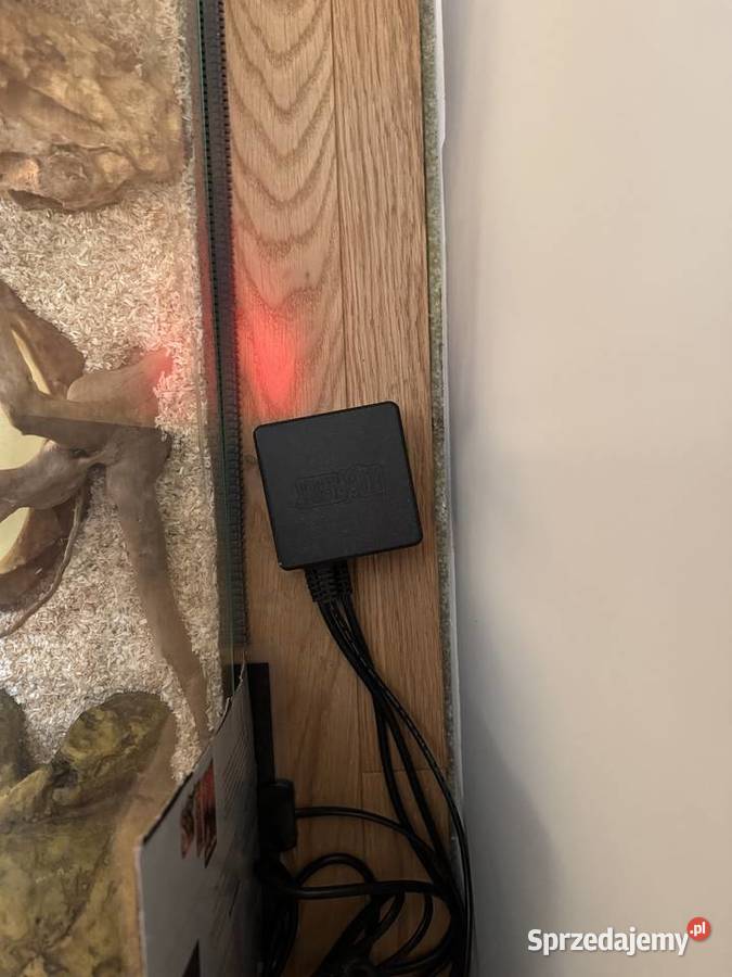 Pyton Królewski 10 GHI Het Clown Biała Podlaska