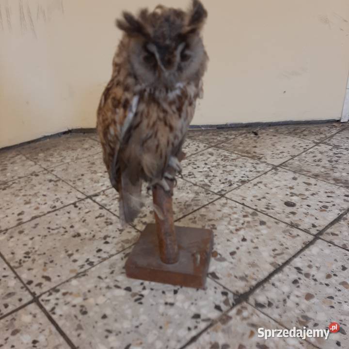 sprzedam wypchaną sowę Rzeszów sprzedam